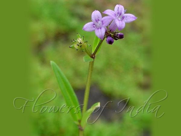 Foetid Starviolet